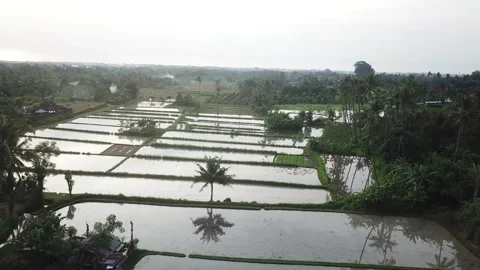 Aerial View of Rice Fields in Panji Village, Sukasada – Buleleng, Bali 스톡 동영상 311103989