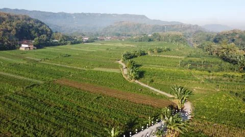 Aerial view of rice fields with a path in the middle Stock Photos