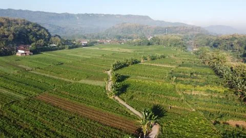 Aerial view of rice fields with a path in the middle Stock Photos