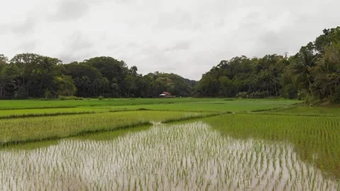 Aerial view of the rice fields. Philippines Stock Footage 141594621