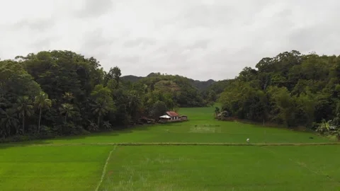 Aerial view of the rice fields. Philippines Stock Footage 141594762