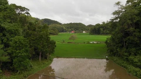 Aerial view of the rice fields. Philippines Stock Footage 141594975