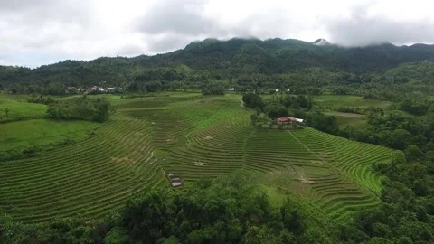 Aerial View of Rice Fields in the Philippines Stock Footage 142943776
