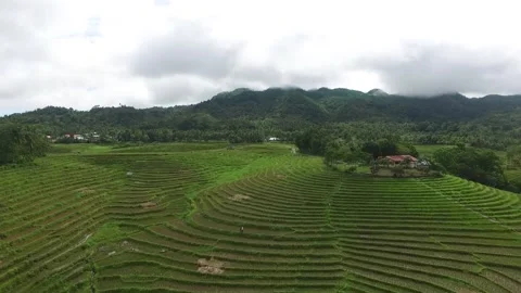 Aerial View of Rice Fields in the Philippines Stock Footage 142944134