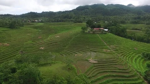Aerial View of Rice Fields in the Philippines Stock Footage 142944270