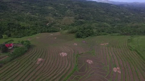 Aerial View of Rice Fields in the Philippines Stock Footage 142944371