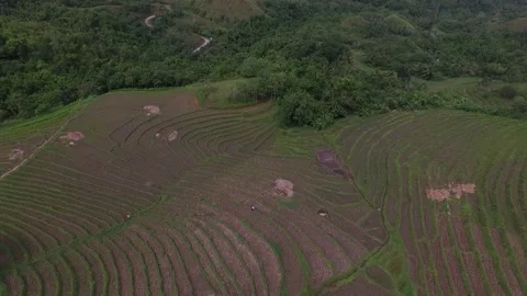 Aerial View of Rice Fields in the Philippines Stock Footage 142944675