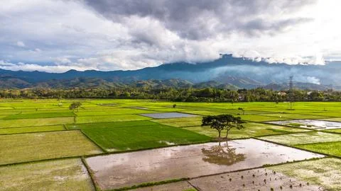 Aerial view of rice fields Stock Photos