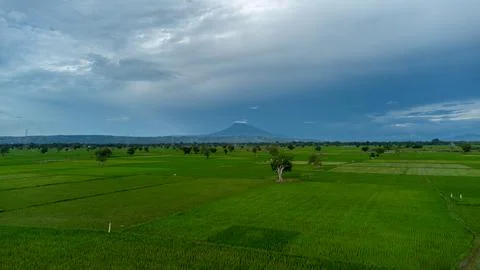 Aerial view of rice fields. Stock Photos