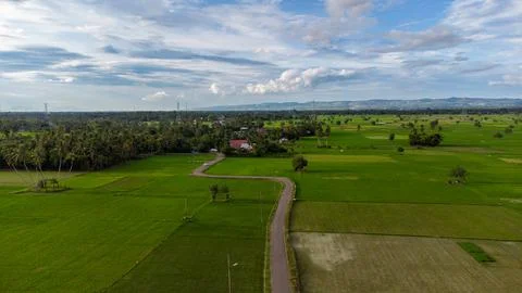 Aerial view of rice fields. Stock Photos