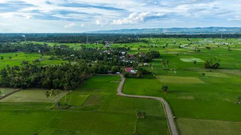 Aerial view of rice fields. Stock Photos