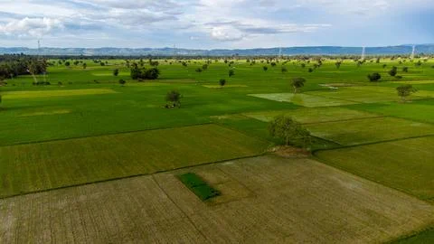 Aerial view of rice fields. Stock Photos