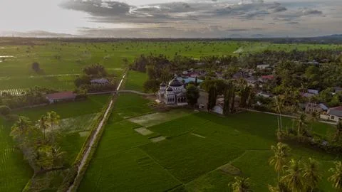 Aerial view of rice fields Stock Photos
