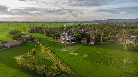Aerial view of rice fields Stock Photos