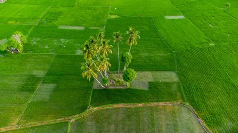 Aerial view of rice fields Stock Photos