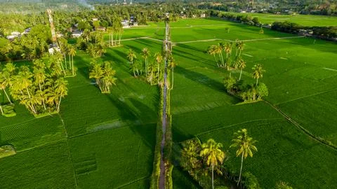 Aerial view of rice fields. Stock Photos