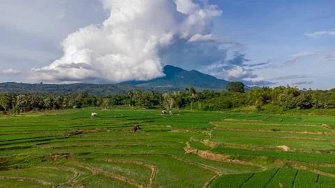 Aerial view of rice fields. Stock Photos