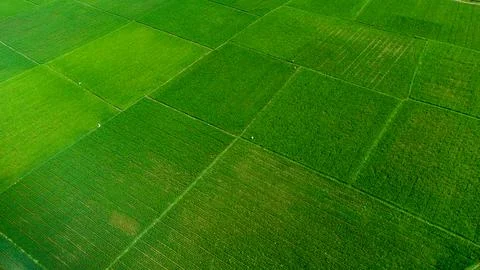 Aerial view of rice fields. Stock Photos