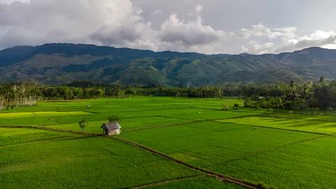 Aerial view of rice fields. Stock Photos