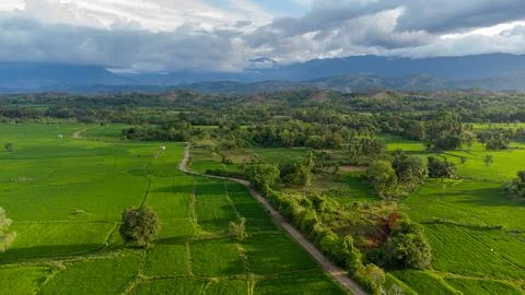 Aerial view of rice fields. Stock Photos