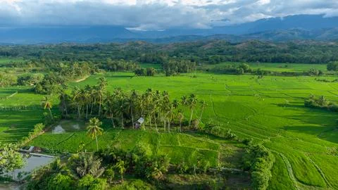 Aerial view of rice fields. Stock Photos