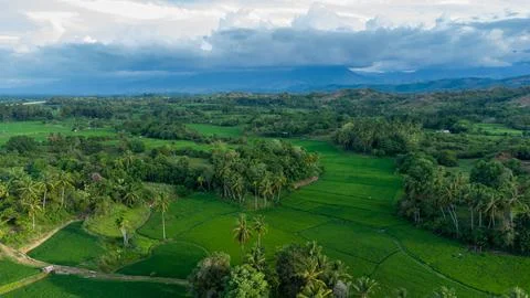 Aerial view of rice fields. Stock Photos