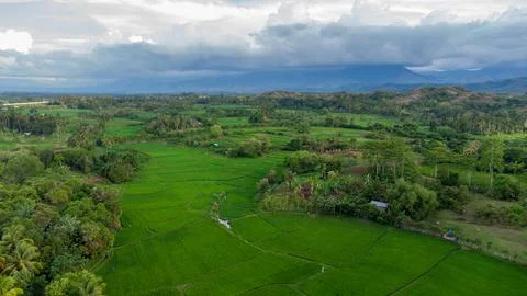 Aerial view of rice fields. Stock Photos