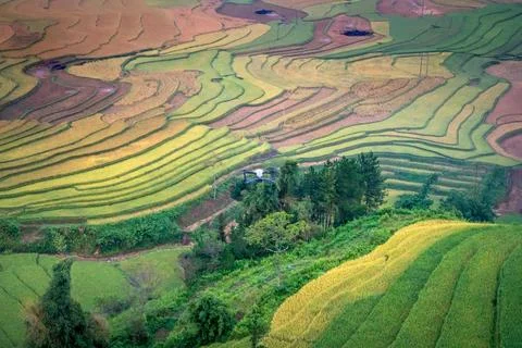 Aerial View of Rice Fields Stock Photos
