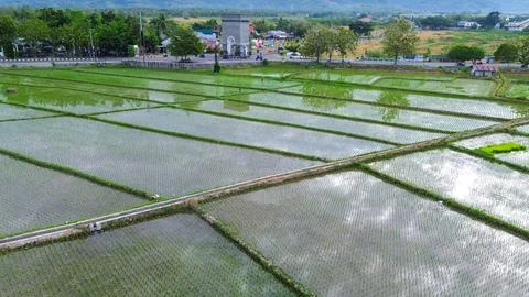 Aerial View of Rice Fields Stock-Fotos