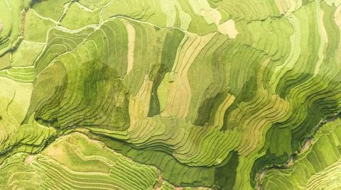 Aerial view of rice fields planted in steps Stock Photos
