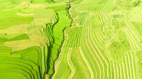Aerial view of rice fields planted in steps Stock Photos
