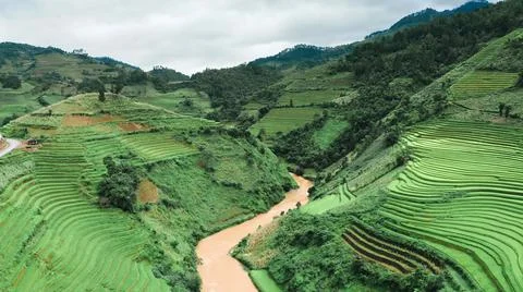 Aerial view of rice fields planted in steps Foto stock