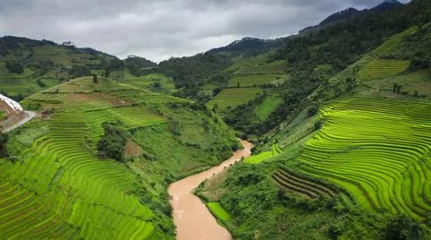 Aerial view of rice fields planted in steps Stock Photos