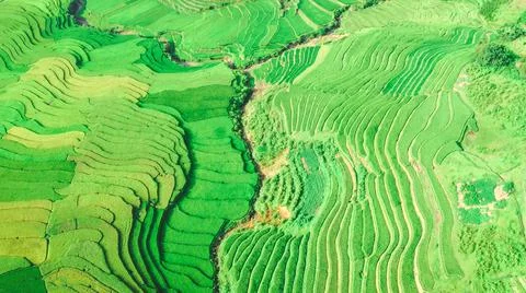 Aerial view of rice fields planted in steps Foto stock