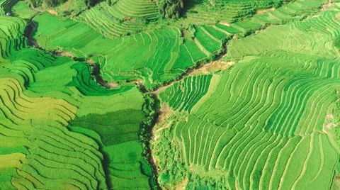 Aerial view of rice fields planted in steps Stock Photos