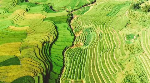 Aerial view of rice fields planted in steps Foto stock
