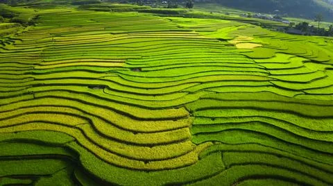 Aerial view of rice fields planted in steps Foto stock