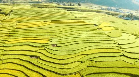 Aerial view of rice fields planted in steps Stock Photos