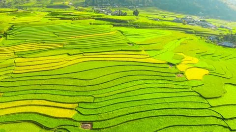 Aerial view of rice fields planted in steps Stock Photos