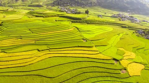 Aerial view of rice fields planted in steps Foto stock