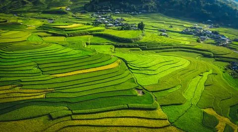 Aerial view of rice fields planted in steps Stock Photos