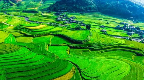 Aerial view of rice fields planted in steps Stock Photos