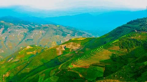 Aerial view of rice fields planted in steps Foto stock