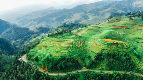 Aerial view of rice fields planted in steps Stock Photos