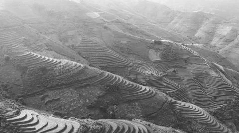 Aerial view of rice fields planted in steps Stock Photos