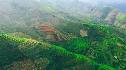 Aerial view of rice fields planted in steps Foto stock
