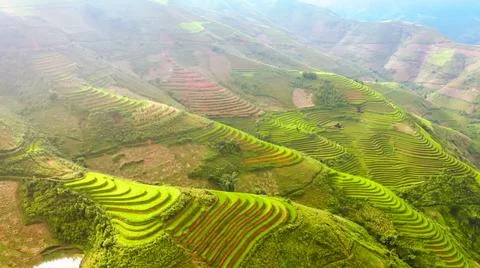 Aerial view of rice fields planted in steps Stock-Fotos