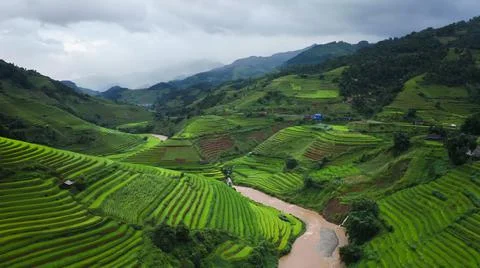 Aerial view of rice fields planted in steps Stock-Fotos