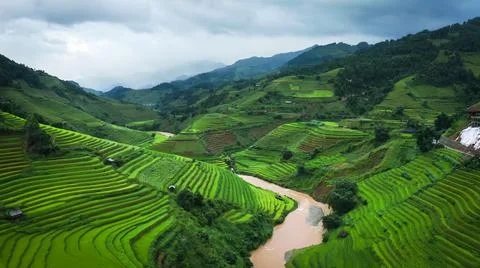 Aerial view of rice fields planted in steps Stock Photos