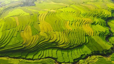 Aerial view of rice fields planted in steps Stock Photos